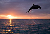 MAM 03 KH0004 01
Silhouette Of Bottlenose Dolphin Leaping Out Of Ocean At Sunset