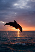 MAM 03 KH0005 01
Silhouette Of Bottlenose Dolphin Leaping Out Of Ocean At Sunset