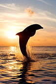 MAM 03 KH0007 01
Silhouette Of Bottlenose Dolphin Leaping Out Of Ocean At Sunset