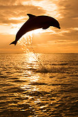 MAM 03 KH0008 01
Silhouette Of Bottlenose Dolphin Leaping Out Of Ocean At Sunset
