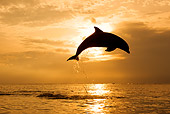 MAM 03 KH0009 01
Silhouette Of Bottlenose Dolphin Leaping Out Of Ocean At Sunset