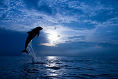 MAM 03 KH0012 01
Silhouette Of Bottlenose Dolphin Leaping Out Of Ocean