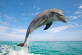 MAM 03 KH0014 01
Bottlenose Dolphin Leaping Out Of Ocean