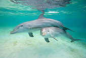 MAM 03 KH0017 01
Bottlenose Dolphins Swimming In Caribbean Ocean