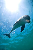 MAM 03 KH0018 01
Bottlenose Dolphin Swimming In Caribbean Ocean