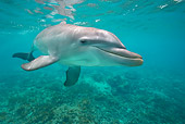 MAM 03 KH0022 01
Bottlenose Dolphin Swimming In Caribbean Ocean