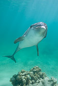 MAM 03 KH0023 01
Bottlenose Dolphin Swimming In Caribbean Ocean