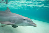 MAM 03 KH0024 01
Bottlenose Dolphin Swimming In Caribbean Ocean
