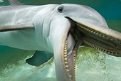 MAM 03 KH0025 01
Bottlenose Dolphin Swimming In Caribbean Ocean