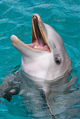 MAM 03 KH0027 01
Head Shot Of Bottlenose Dolphin In Caribbean Ocean