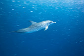 MAM 03 KH0028 01
Atlantic Spotted Dolphin Swimming In Ocean Bahamas