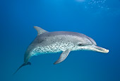 MAM 03 KH0029 01
Atlantic Spotted Dolphin Swimming In Ocean Bahamas