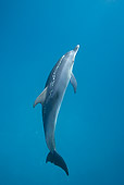 MAM 03 KH0030 01
Atlantic Spotted Dolphin Swimming In Ocean Bahamas
