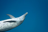 MAM 03 KH0031 01
Close-Up Of Atlantic Spotted Dolphin Swimming In Ocean Bahamas