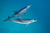 MAM 03 KH0032 01
Atlantic Spotted Dolphins Swimming In Ocean Bahamas
