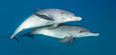 MAM 03 KH0033 01
Atlantic Spotted Dolphins Swimming In Ocean Bahamas