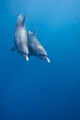 MAM 03 KH0034 01
Atlantic Spotted Dolphins Swimming In Ocean Bahamas