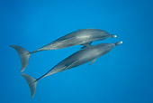 MAM 03 KH0035 01
Atlantic Spotted Dolphins Swimming In Ocean Bahamas