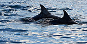MAM 03 KH0036 01
Common Dolphins' Dorsal Fins Above Ocean Surface