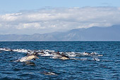 MAM 03 KH0037 01
Pod Of Common Dolphins Swimming At Ocean Surface