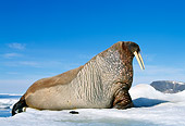 MAM 03 KH0039 01
Profile Of Walrus Laying On Ice
