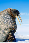 MAM 03 KH0040 01
Profile Head Shot Of Walrus Laying On Ice
