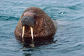 MAM 03 MR0001 01
Head Shot Of Walrus In Water Svalbard Spitsbergen Arctic Ocean