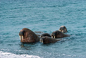 MAM 03 MR0002 01
Group Of Walrus In Water Svalbard Spitsbergen Europe