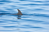 MAM 03 NE0001 01
Bottlenose Dolphin Dorsal Fin Breaking Surface Of Ocean Galapagos