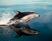 MAM 03 RD0009 01
Pacific White-Sided Dolphin (Lagenorhynchus Obliquidens) Johnstone Strait Vancouver Islands BC