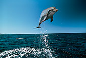 MAM 03 RD0017 01
Bottlenose Dolphin Leaping Caribbean