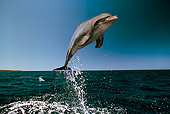 MAM 03 RD0019 01
Bottlenose Dolphin Leaping Caribbean