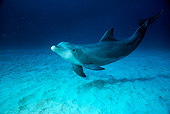 MAM 03 RD0021 01
Bottlenose Dolphin Under Water (Tursiops truncatus)
Caribbean