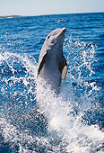 MAM 03 RD0022 02
Bottlenose Dolphin Tail Walk (Tursiops truncatus)
Caribbean