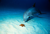 MAM 03 RD0023 01
Bottlenose Dolphin Underwater By Sea Star