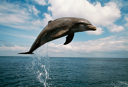Hoppande delfin