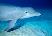 MAM 03 RD0028 01
Close-Up Of Bottlenose Dolphin Swimming Underwater Caribbean
