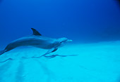 MAM 03 RD0029 01
Bottlenose Dolphin Swimming Underwater Caribbean