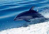 MAM 03 RD0030 01
Pacific White-sided Dolphin Swimming Alongside Speeding Boat
