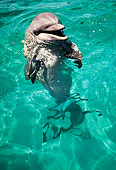 MAM 03 RK0009 03
Head Shot Of Dolphin In Blue Water