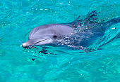 MAM 03 RK0009 34
Head Shot Of Dolphin In Blue Water
