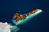 MAM 03 SK0002 01
Walrus Herd Resting On Ice Floe Off Coast Of Alaska In Summer