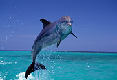 MAM 03 TL0001 01
Bottlenose Dolphin Leaping In Air Honduras