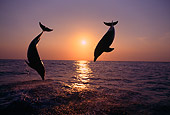 MAM 03 TL0006 01
Two Bottlenose Dolphins Leaping In Ocean At Sunset Honduras