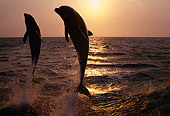 MAM 03 TL0008 01
Two Bottlenose Dolphins Leaping In Ocean At Sunset Honduras