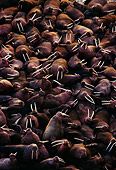 MAM 03 TL0009 01
Herd Of Walrus Bulls