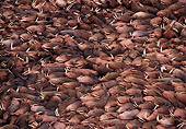MAM 03 TL0010 01
Herd Of Walrus Bulls