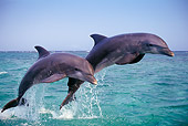 MAM 03 TL0011 01
Bottlenose Dolphins In Ocean Honduras
