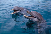 MAM 03 TL0012 01
Bottlenose Dolphins In Ocean Honduras