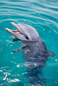 MAM 03 TL0015 01
Bottlenose Dolphin Chattering